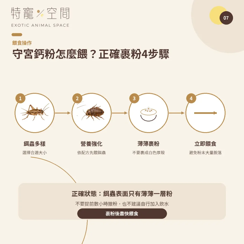 守宮鈣粉怎麼選?含D3、無D3、餵食頻率與正確用法一次看懂 07 GECKO CALCIUM FEEDING STEPS