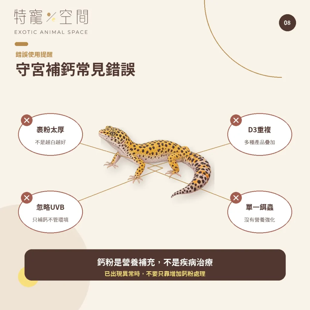 守宮鈣粉怎麼選?含D3、無D3、餵食頻率與正確用法一次看懂 08 GECKO CALCIUM COMMON MISTAKES
