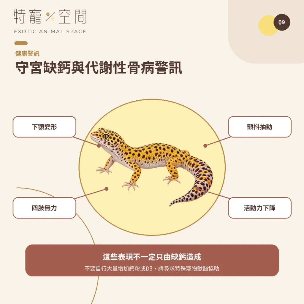 守宮鈣粉怎麼選?含D3、無D3、餵食頻率與正確用法一次看懂 09 GECKO MBD WARNING SIGNS