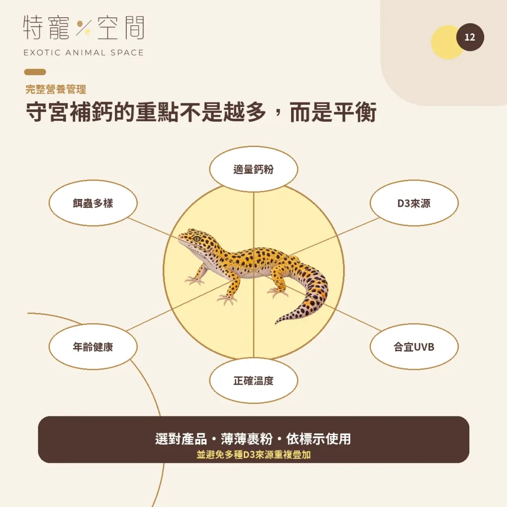 守宮鈣粉怎麼選?含D3、無D3、餵食頻率與正確用法一次看懂 12 GECKO CALCIUM BALANCED CARE