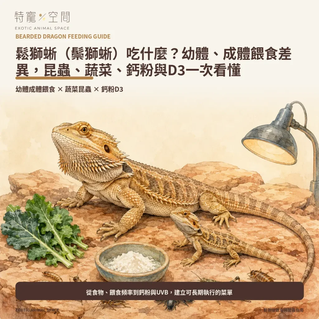 00 BEARDED DRAGON FEEDING GUIDE COVER