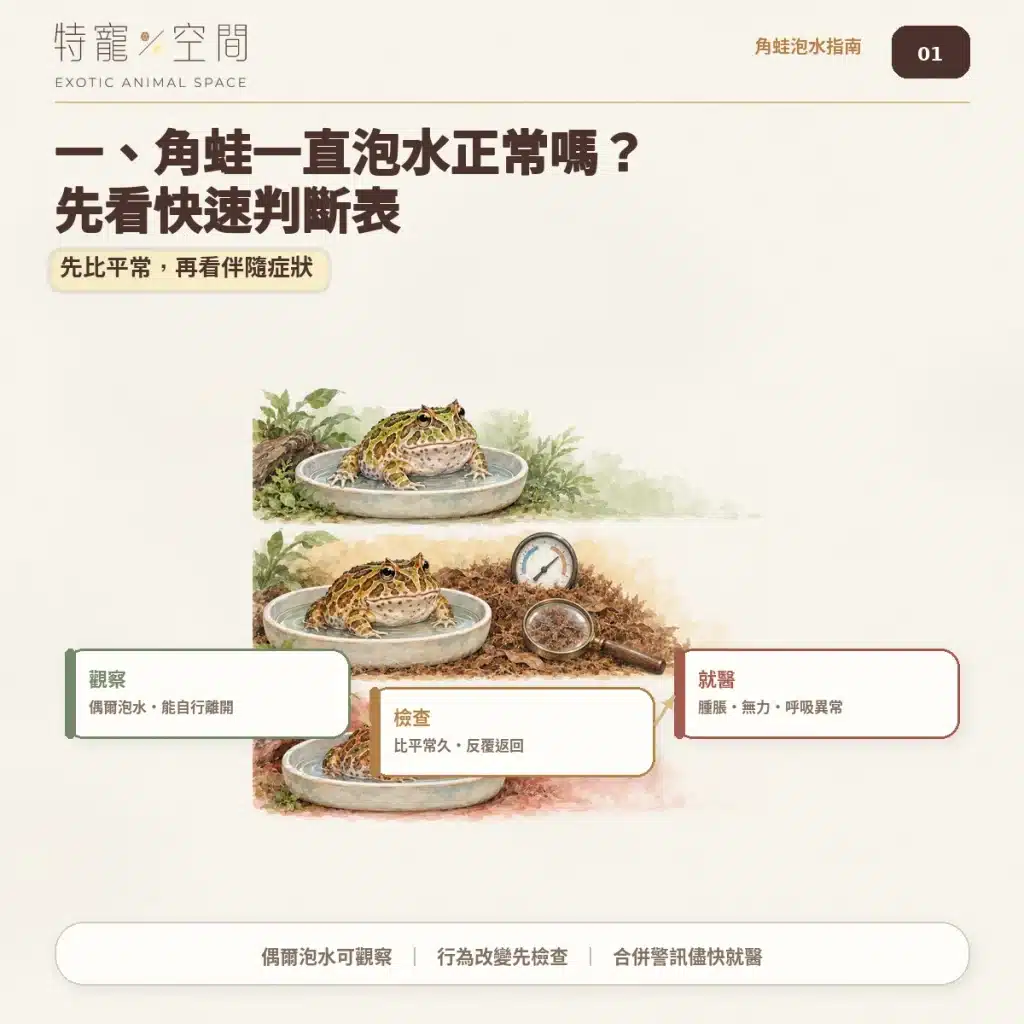 角蛙一直泡水是生病了嗎?飼主必看的7大異常警訊與環境急救指南 角蛙一直泡水正常嗎?