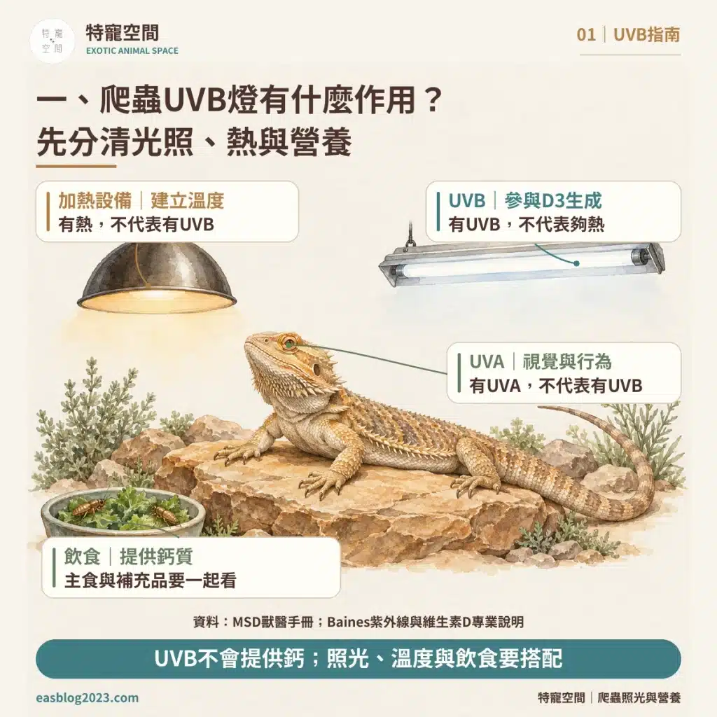 爬蟲UVB燈怎麼選?破解爬蟲燈具三大迷思:搞懂照射距離與波段,才不會害牠代謝性骨病 爬蟲UVB燈怎麼選