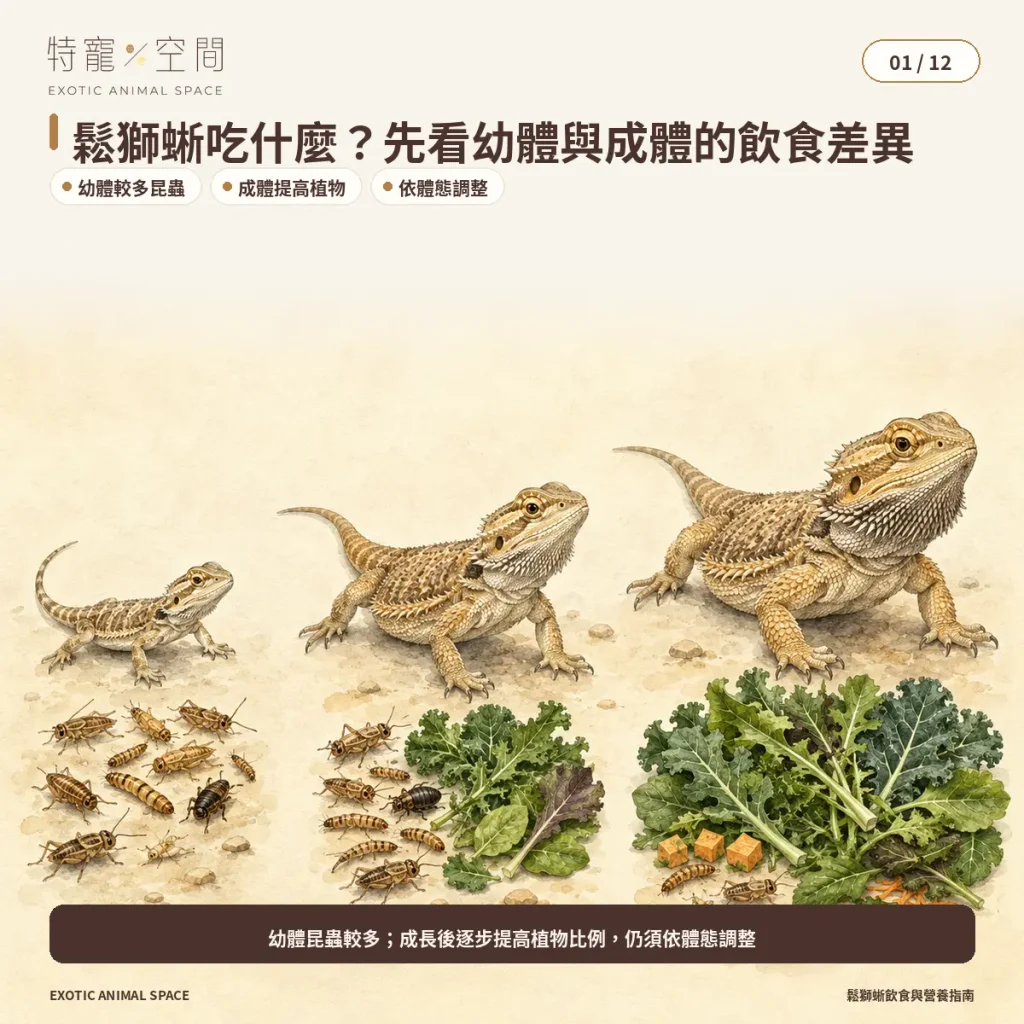 01 BEARDED DRAGON AGE DIET DIFFERENCES