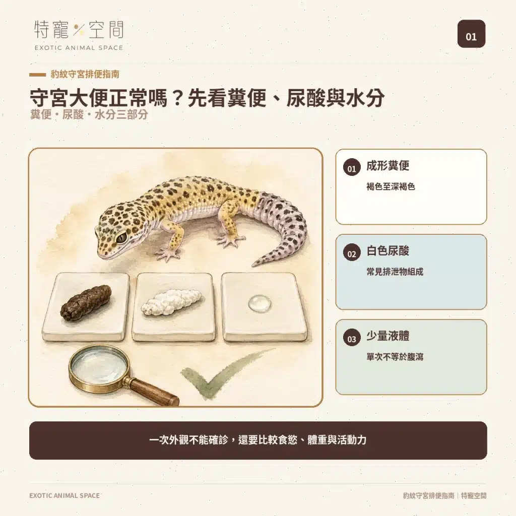 守宮大便正常嗎?豹紋守宮軟便、拉肚子、不排便與就醫警訊 守宮大便