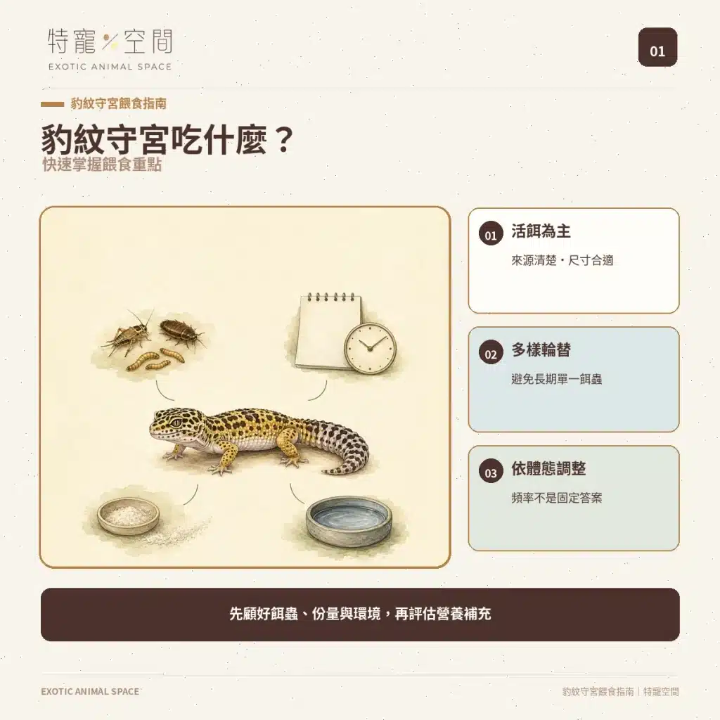 豹紋守宮吃什麼？