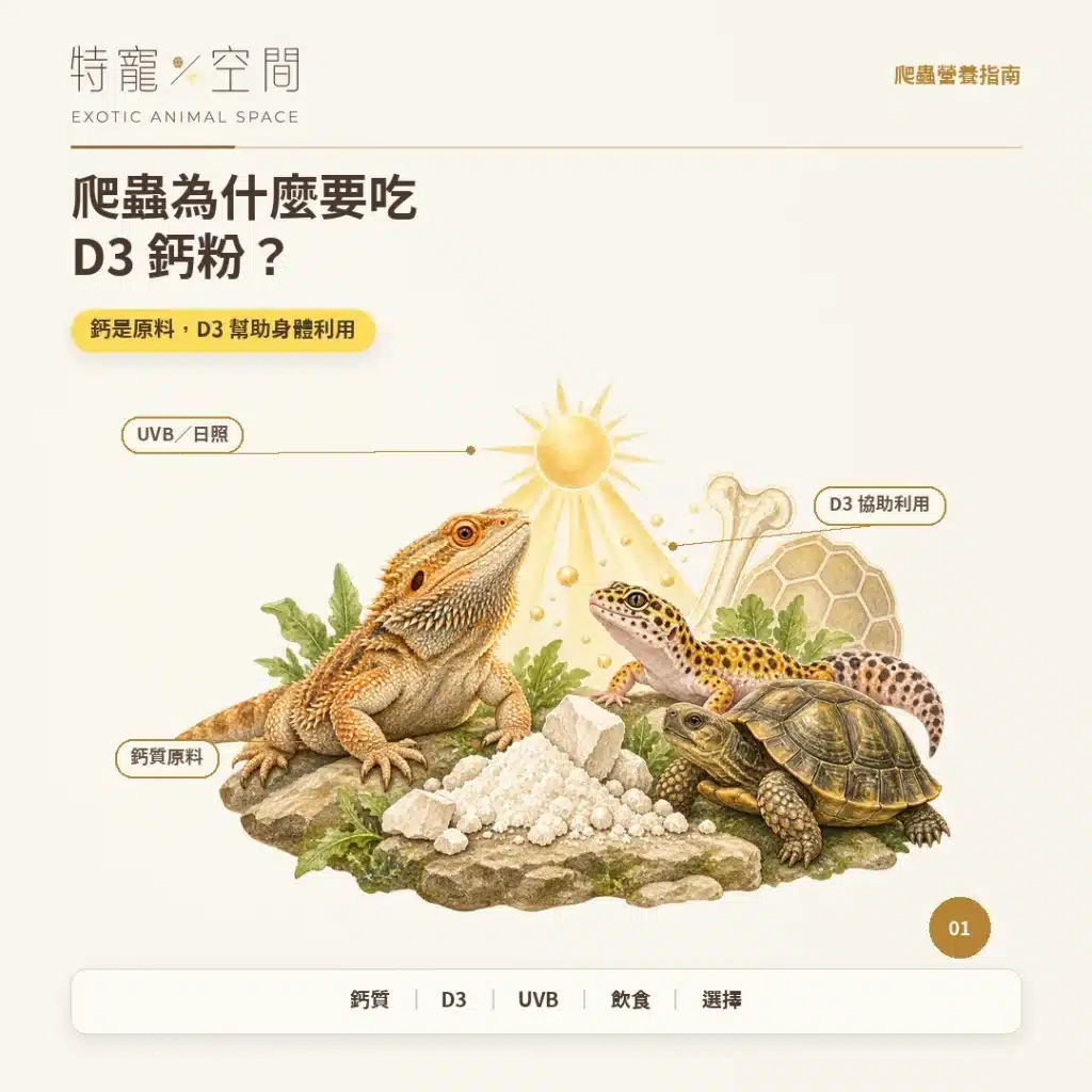 爬蟲為什麼要吃D3鈣粉? 01 爬蟲為什麼要吃D3鈣粉 封面