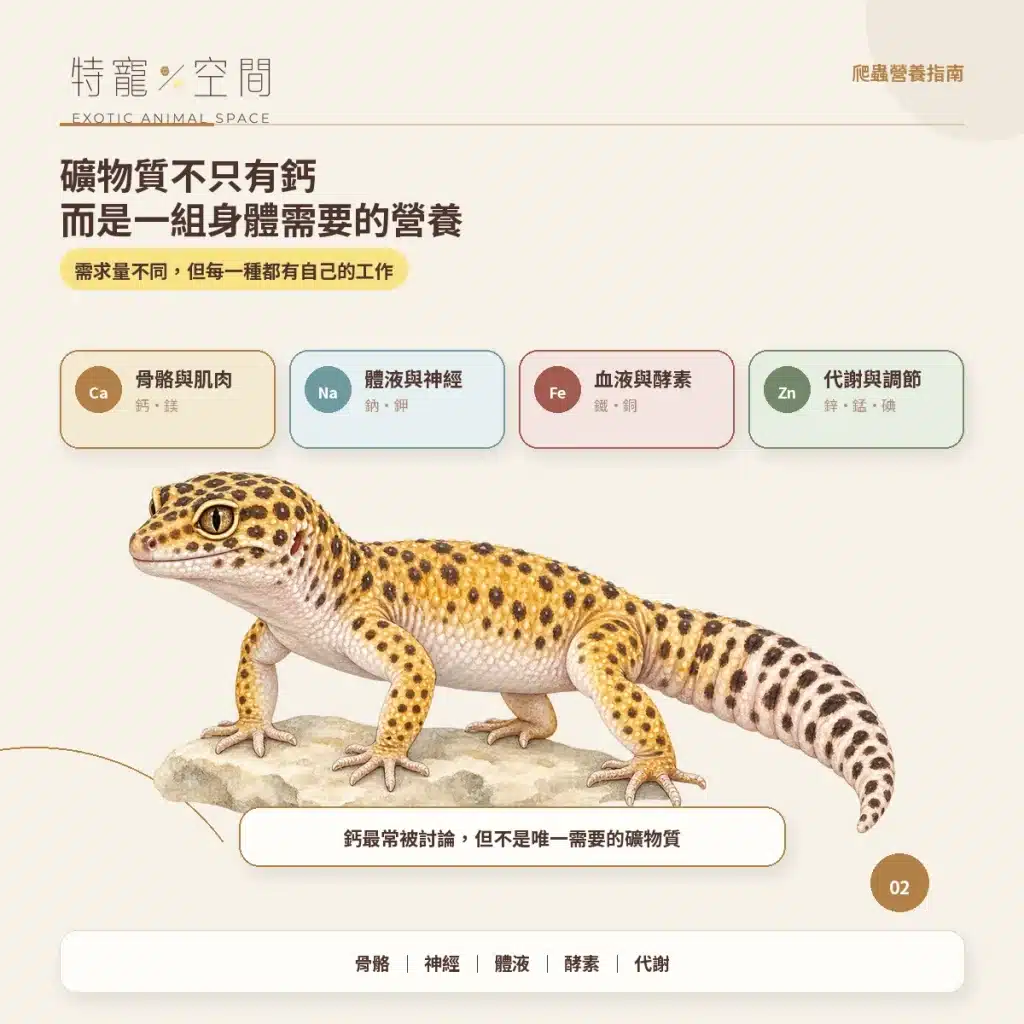 02 礦物質不只有鈣