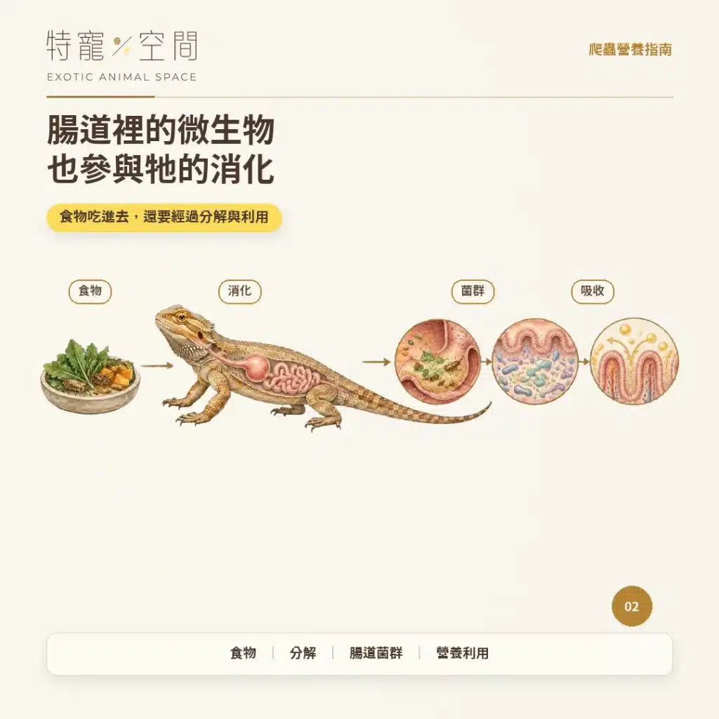 爬蟲為什麼要吃益生菌? 02 腸道裡的微生物也參與消化