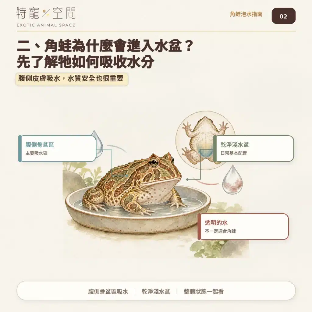 角蛙一直泡水是生病了嗎?飼主必看的7大異常警訊與環境急救指南 02 角蛙如何吸收水分