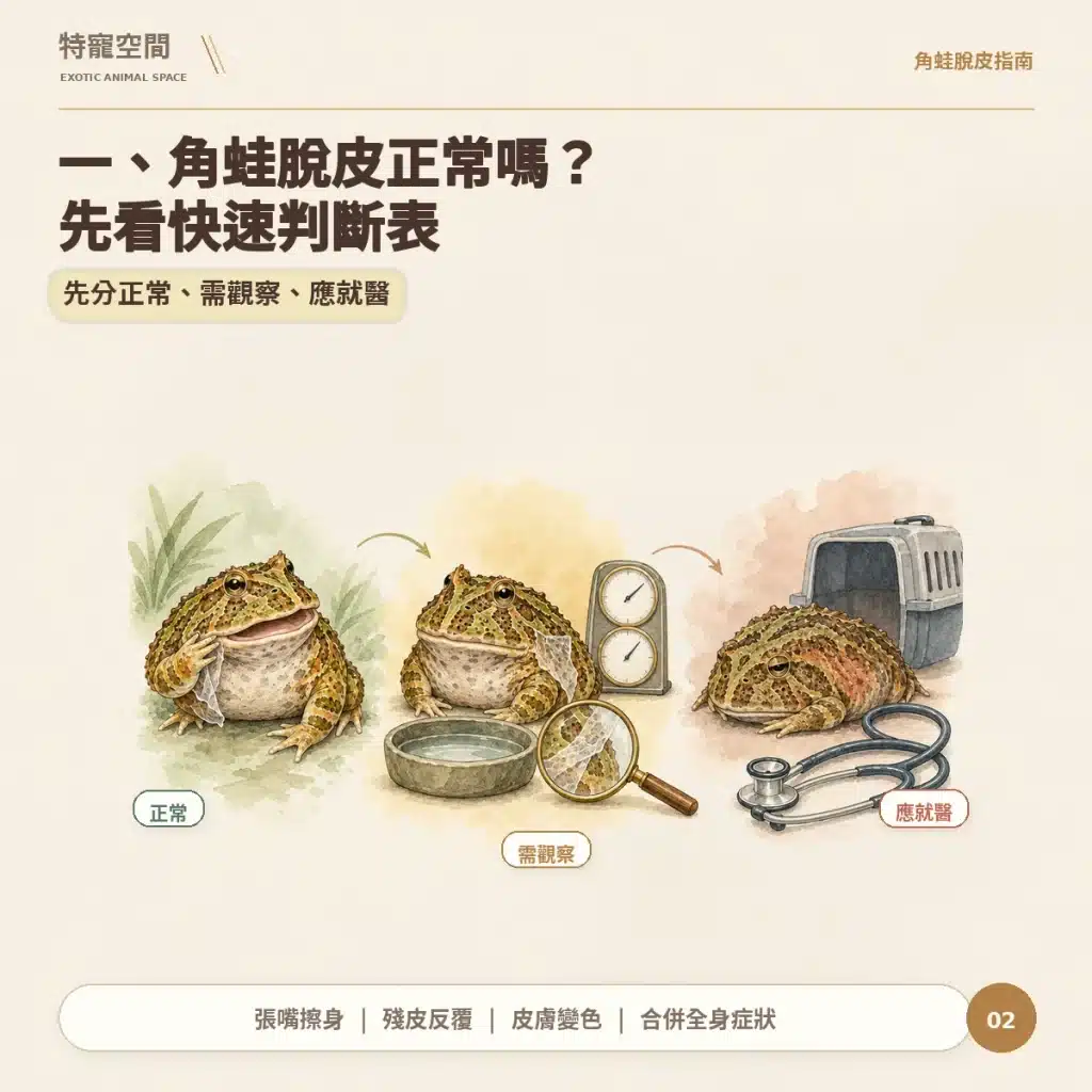 02 角蛙脫皮正常嗎 快速判斷
