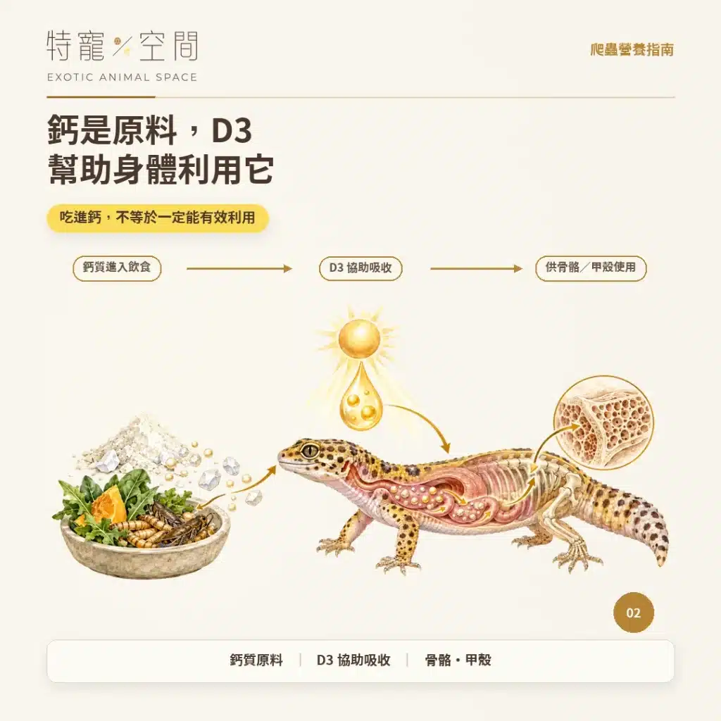 爬蟲為什麼要吃D3鈣粉? 02 鈣是原料D3幫助身體利用