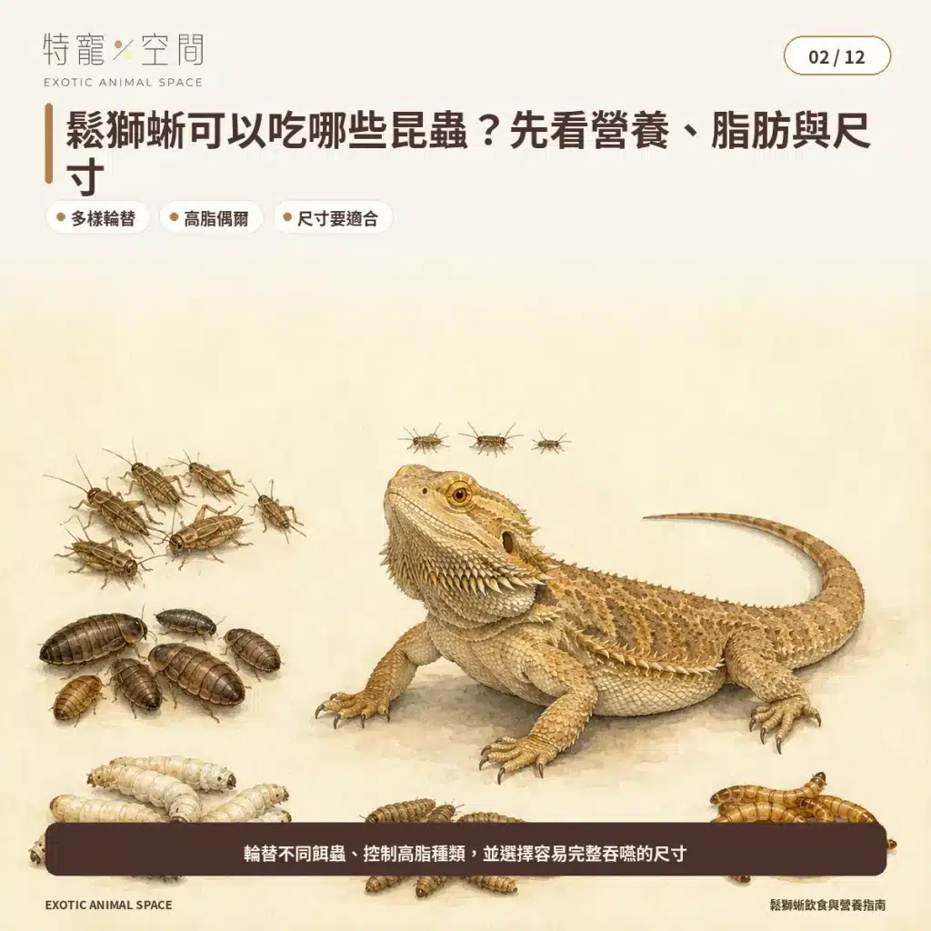鬆獅蜥吃什麼