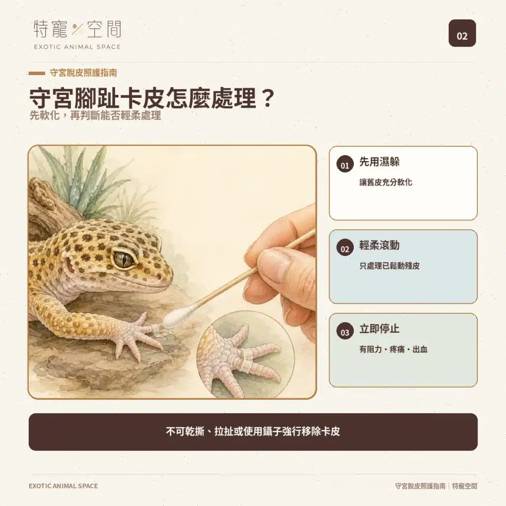 02 GECKO TOE STUCK SHED CARE