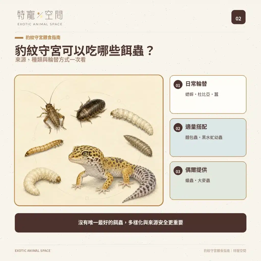 02 LEOPARD GECKO FEEDER INSECTS
