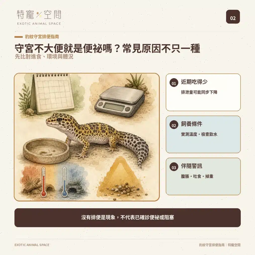 守宮大便正常嗎?豹紋守宮軟便、拉肚子、不排便與就醫警訊 02 LEOPARD GECKO NOT POOPING