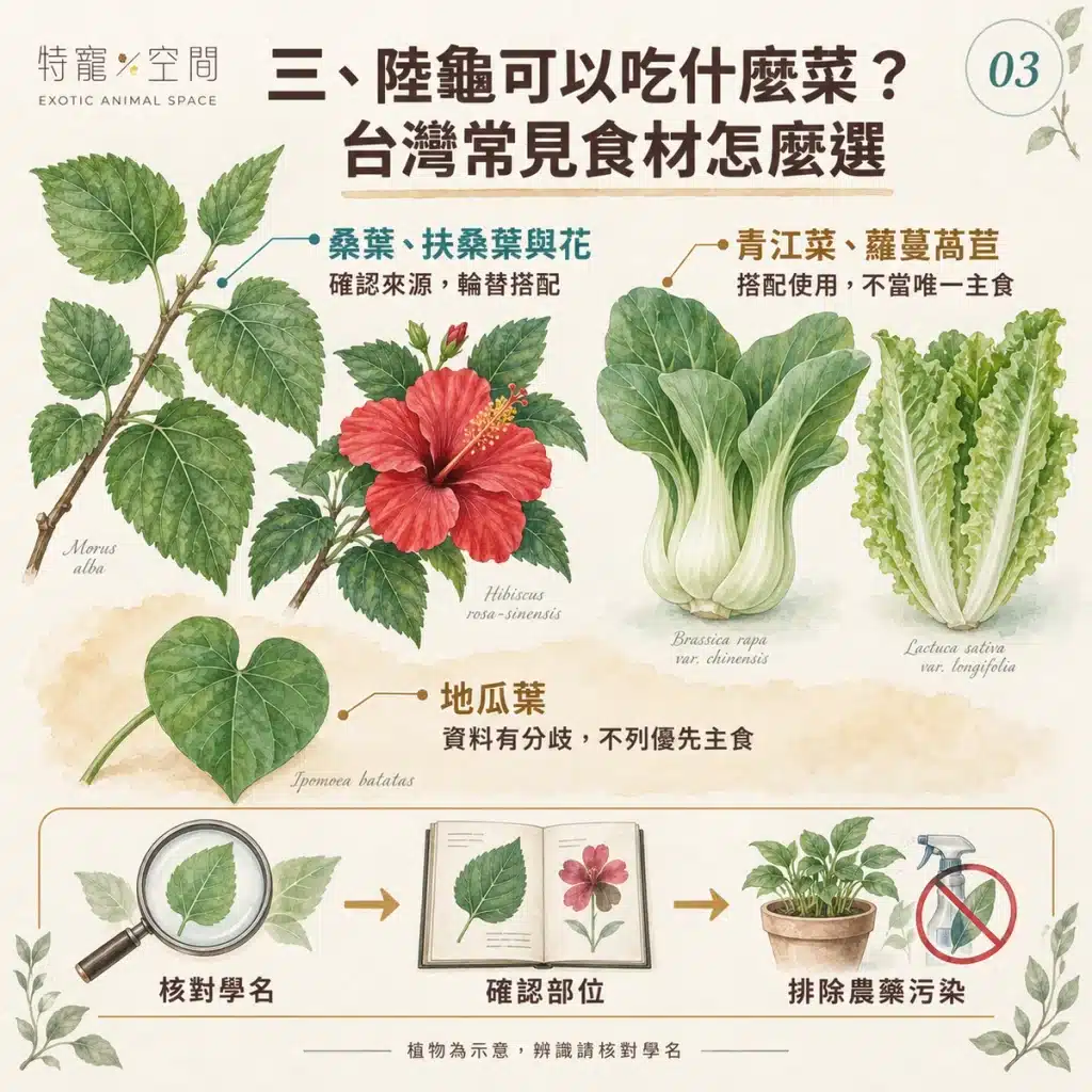 陸龜吃什麼?只能吃蔬菜嗎?獸醫解析:高纖低蛋白的飲食比例、禁忌食物與鈣粉補充指南 03 台灣常見食材
