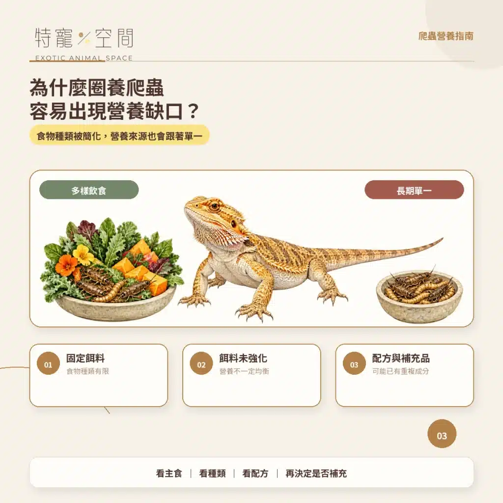 03 圈養爬蟲容易出現營養缺口