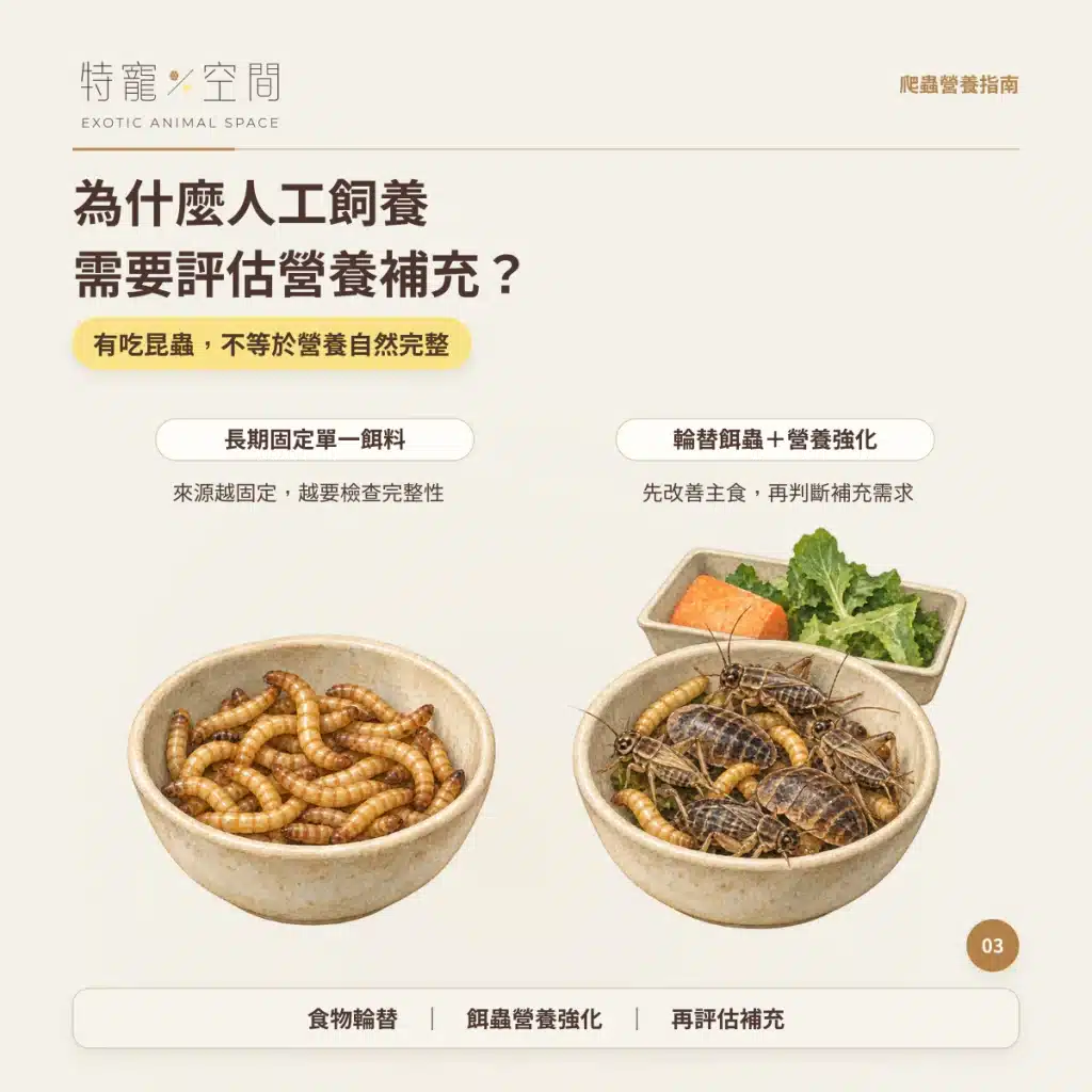 爬蟲為什麼要吃營養素? 03 為什麼人工飼養需要評估營養補充