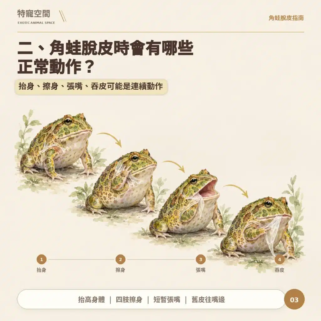 03 角蛙脫皮的正常動作