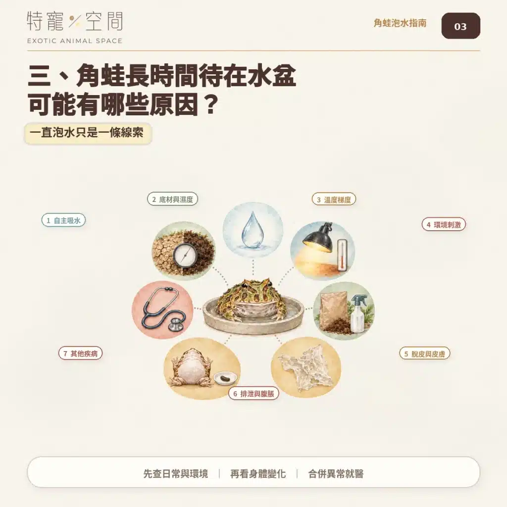 角蛙一直泡水是生病了嗎?飼主必看的7大異常警訊與環境急救指南 03 角蛙長時間泡水7個原因