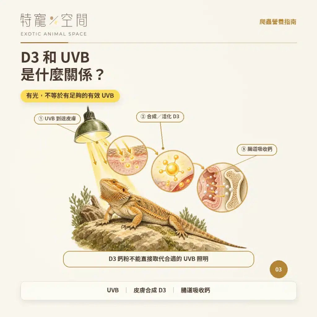 爬蟲為什麼要吃D3鈣粉? 03 D3和UVB是什麼關係
