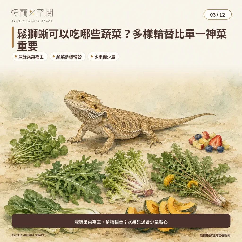 03 BEARDED DRAGON VEGETABLES