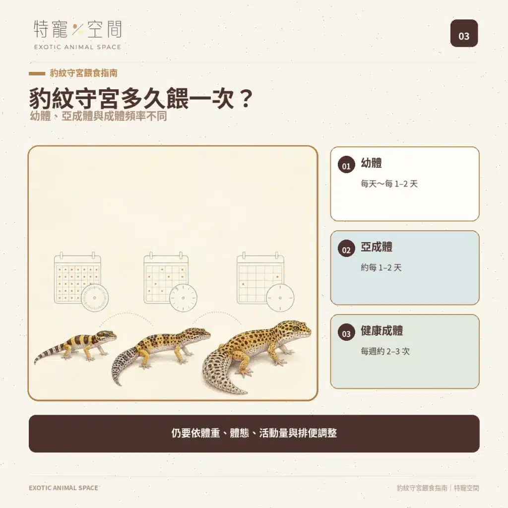 03 LEOPARD GECKO FEEDING FREQUENCY