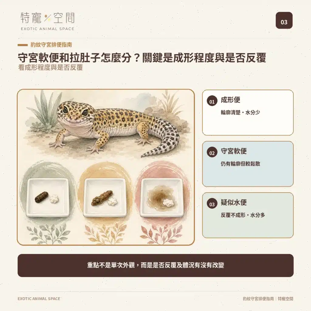 守宮大便正常嗎?豹紋守宮軟便、拉肚子、不排便與就醫警訊 03 LEOPARD GECKO SOFT STOOL DIARRHEA