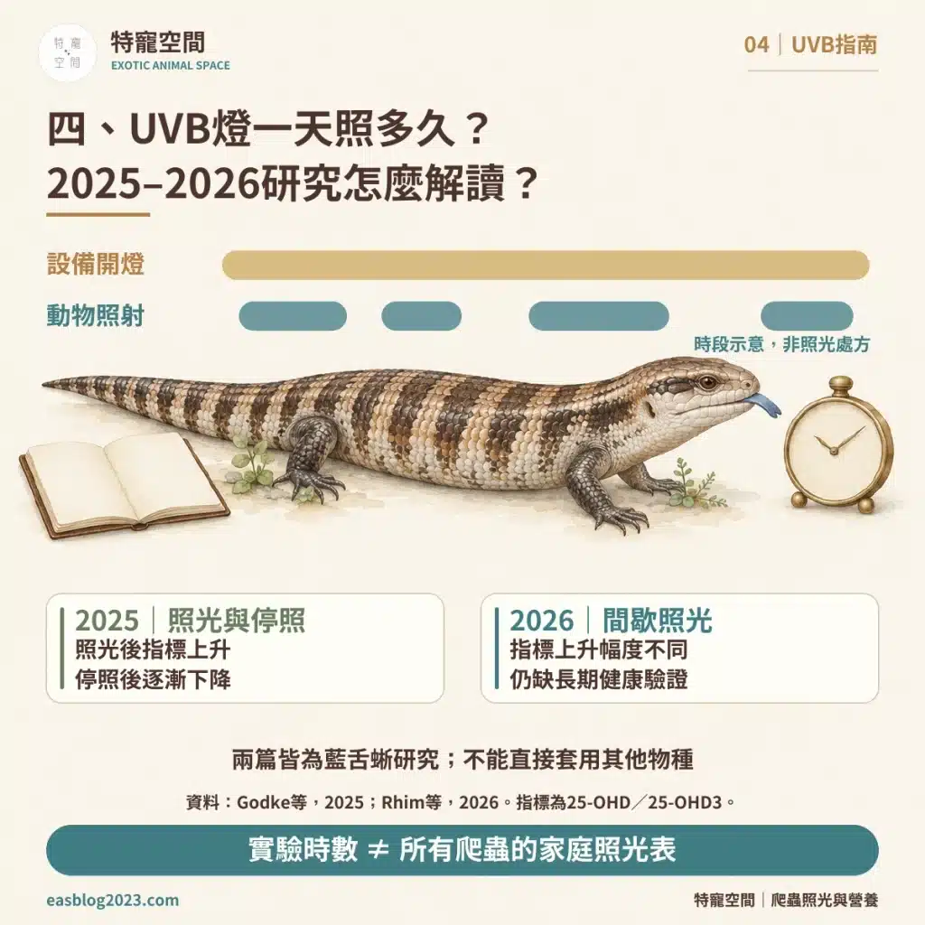 爬蟲UVB燈怎麼選?破解爬蟲燈具三大迷思:搞懂照射距離與波段,才不會害牠代謝性骨病 04 照光時間與近期研究