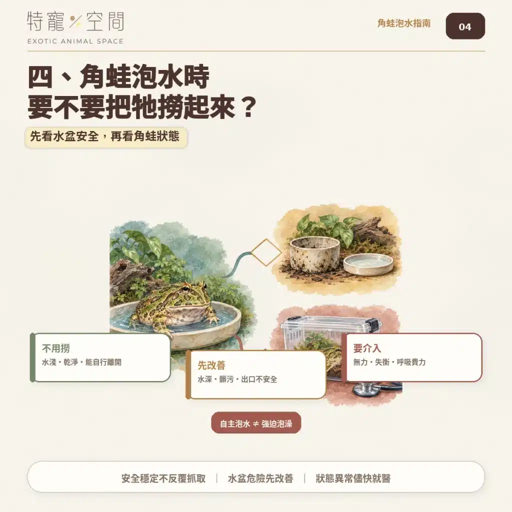角蛙一直泡水是生病了嗎?飼主必看的7大異常警訊與環境急救指南 04 角蛙泡水要不要撈起來