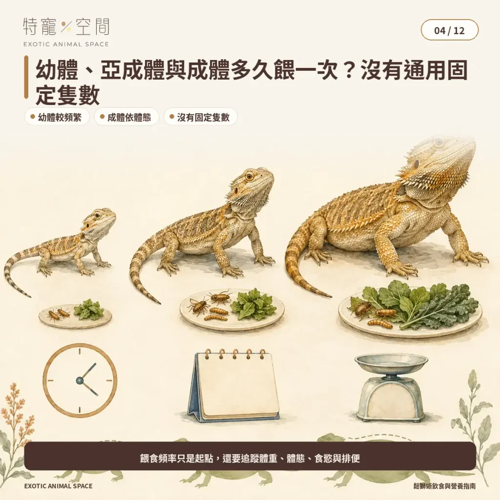 04 BEARDED DRAGON FEEDING FREQUENCY