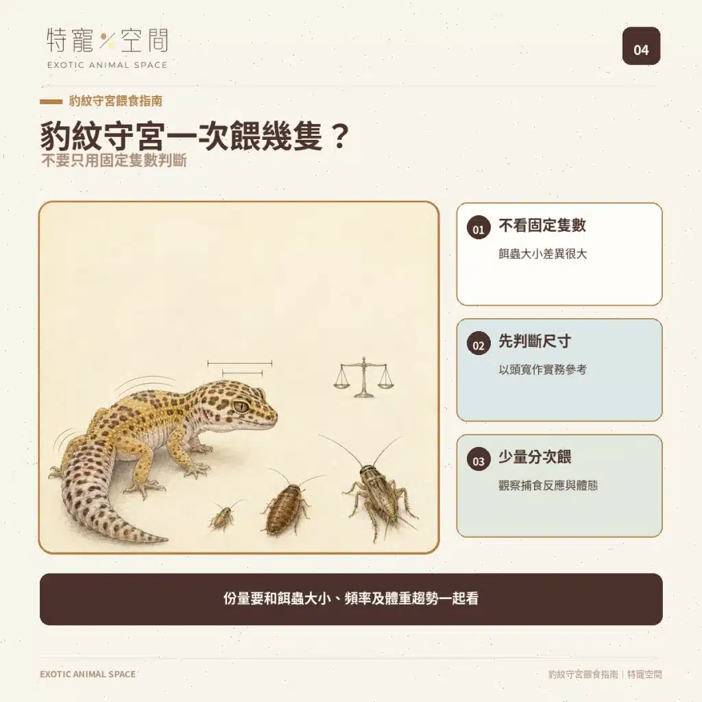 04 LEOPARD GECKO FEEDING AMOUNT SIZE