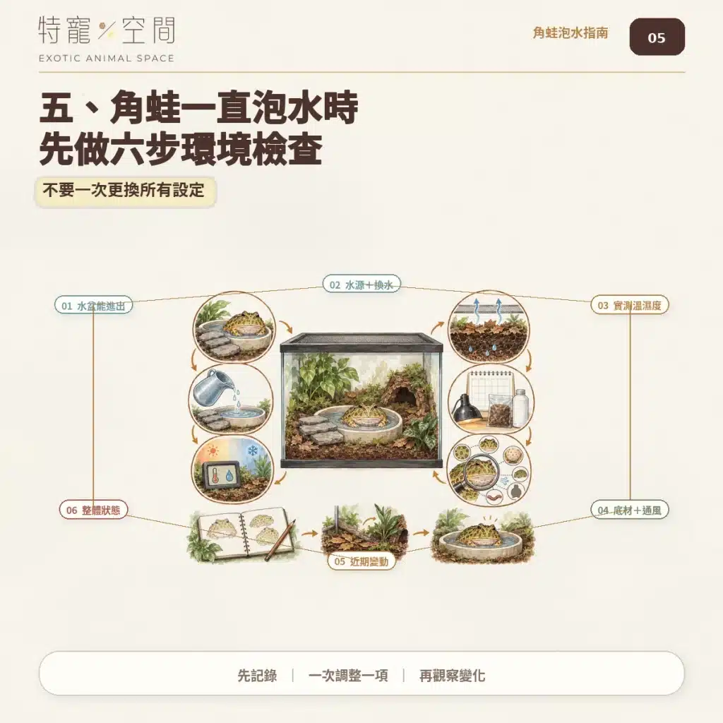 角蛙一直泡水是生病了嗎?飼主必看的7大異常警訊與環境急救指南 05 角蛙六步環境檢查