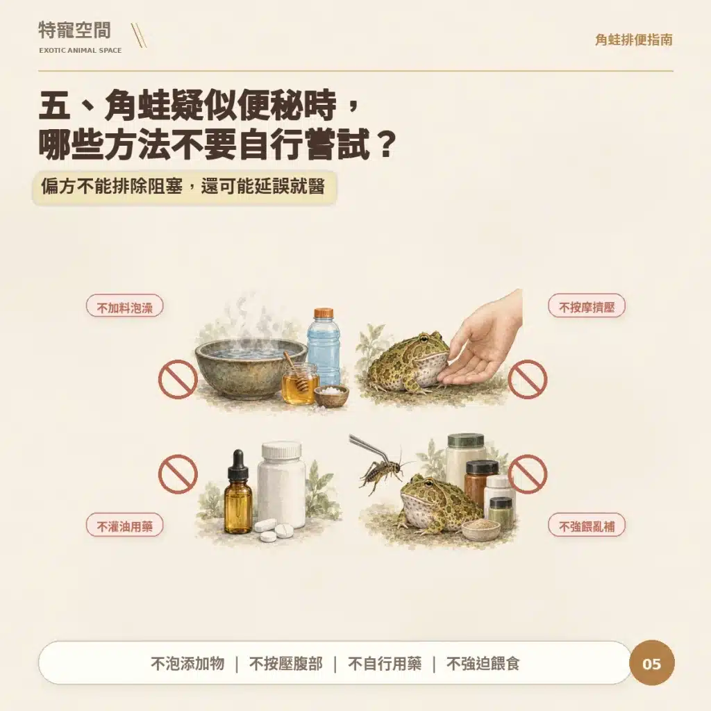 05 角蛙疑似便秘不要做什麼