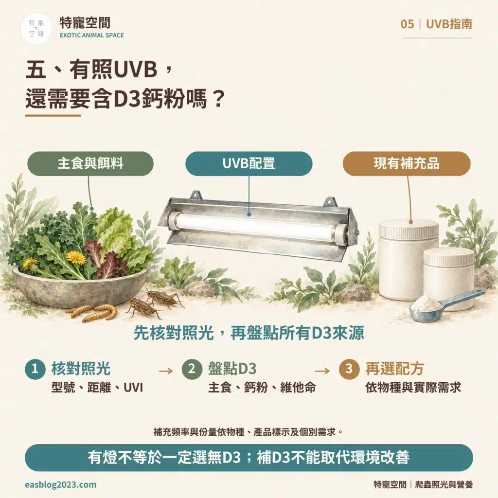 爬蟲UVB燈怎麼選?破解爬蟲燈具三大迷思:搞懂照射距離與波段,才不會害牠代謝性骨病 05 UVB與D3鈣粉搭配
