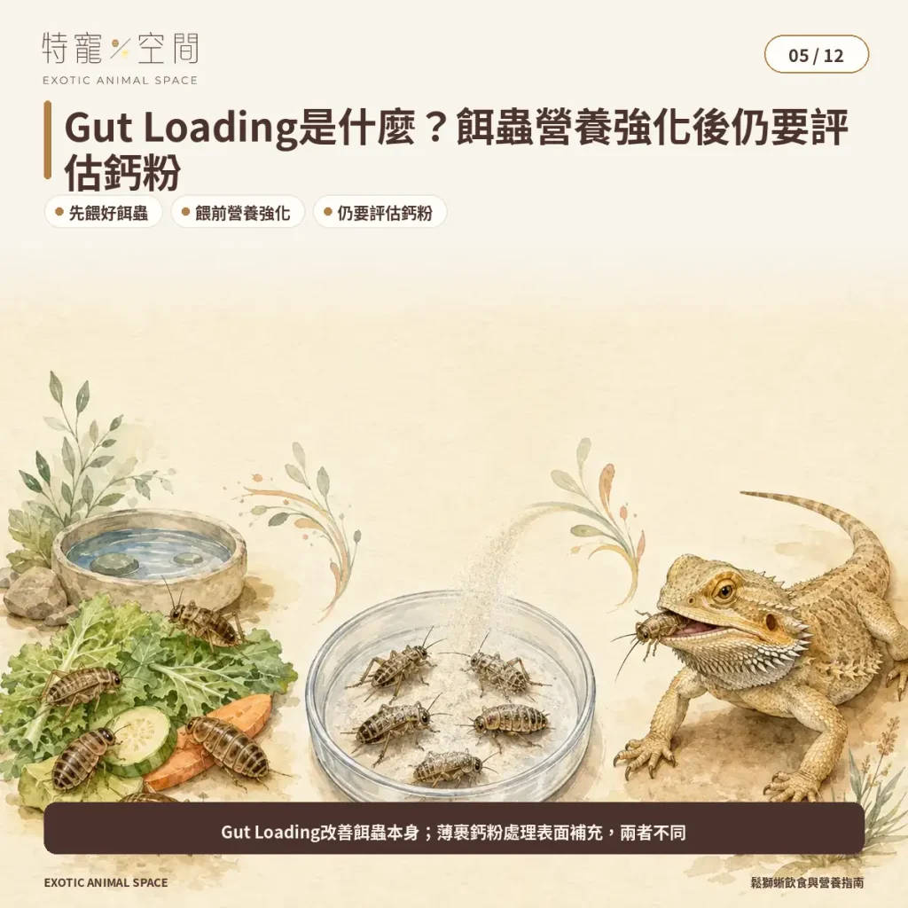 05 BEARDED DRAGON GUT LOADING