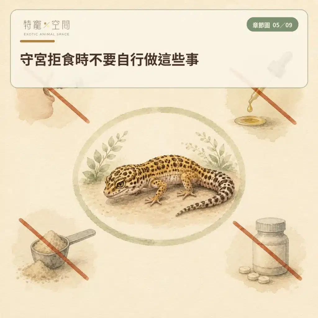 守宮不吃東西怎麼辦?豹紋守宮拒食原因、環境檢查與就醫警訊 05 LEOPARD GECKO FEEDING SAFETY MISTAKES