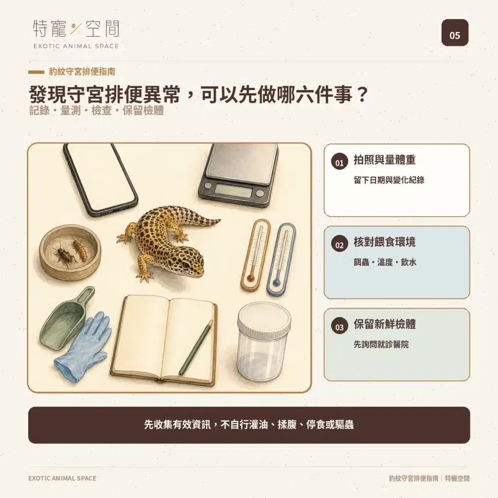 守宮大便正常嗎?豹紋守宮軟便、拉肚子、不排便與就醫警訊 05 LEOPARD GECKO POOP SIX CHECKS