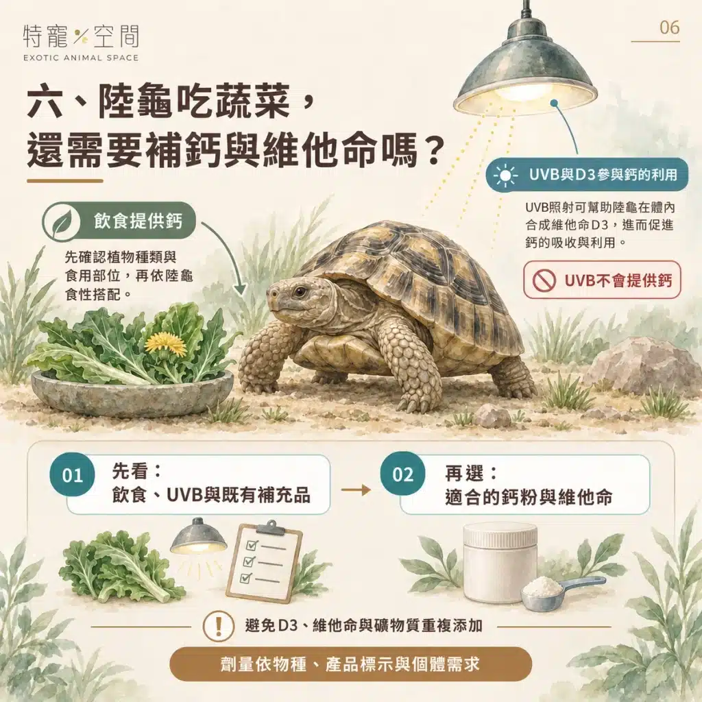 陸龜吃什麼?只能吃蔬菜嗎?獸醫解析:高纖低蛋白的飲食比例、禁忌食物與鈣粉補充指南 06 補鈣與維他命