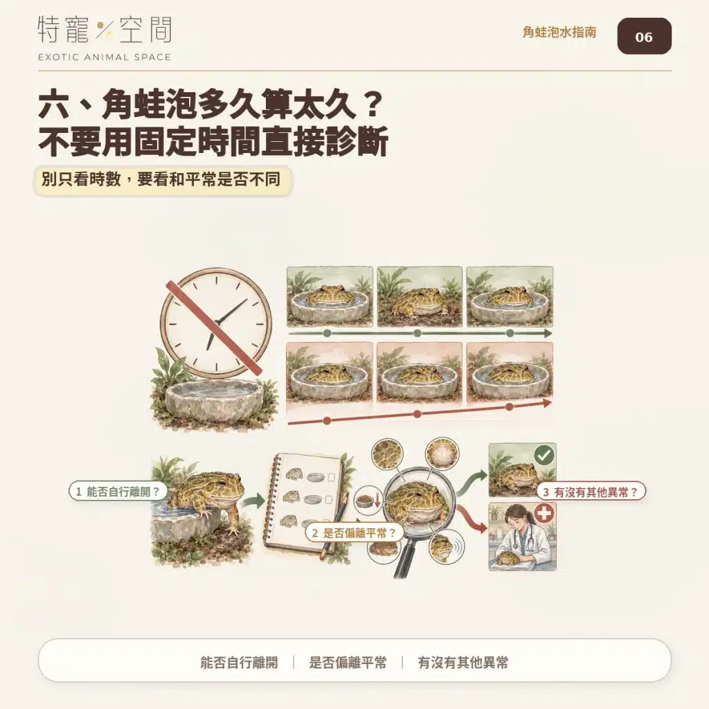 角蛙一直泡水是生病了嗎?飼主必看的7大異常警訊與環境急救指南 06 角蛙泡水時間判斷