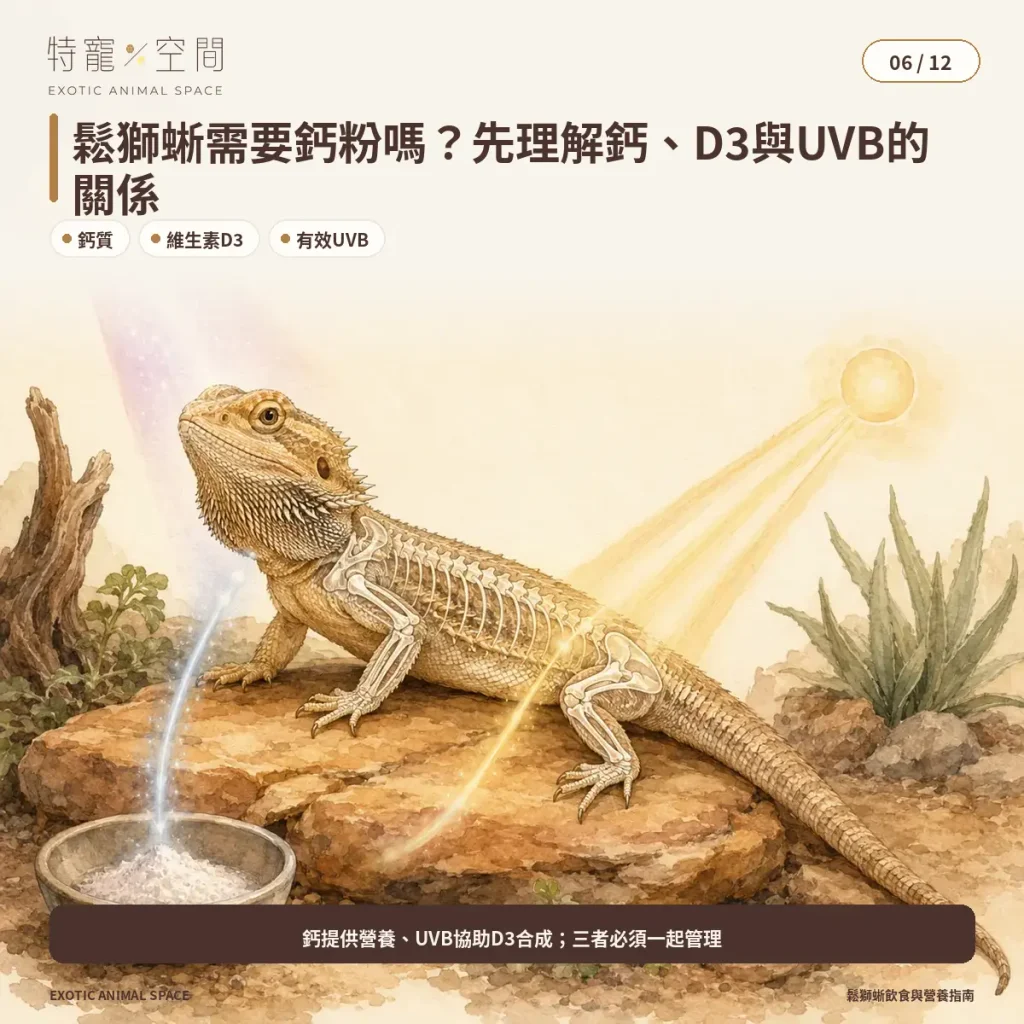 06 BEARDED DRAGON CALCIUM D3 UVB
