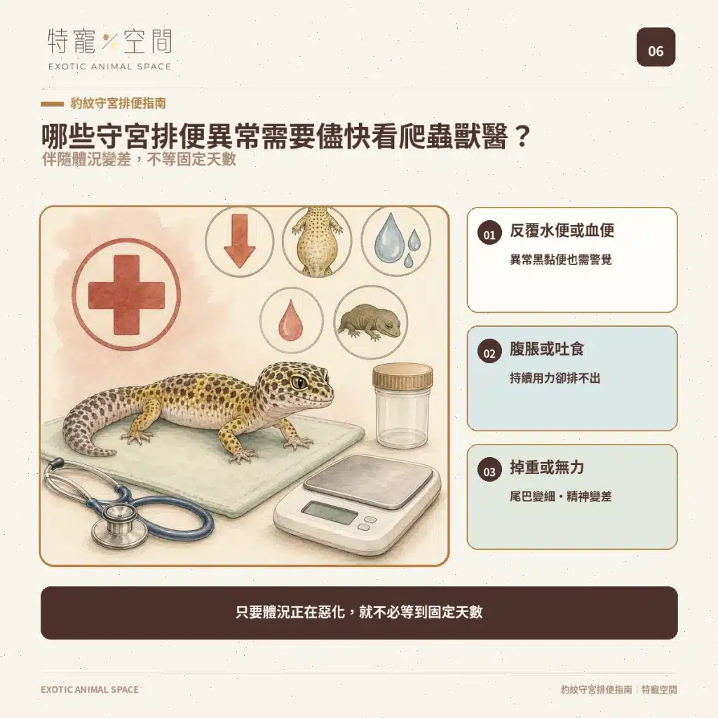 守宮大便正常嗎?豹紋守宮軟便、拉肚子、不排便與就醫警訊 06 LEOPARD GECKO POOP VET WARNING SIGNS