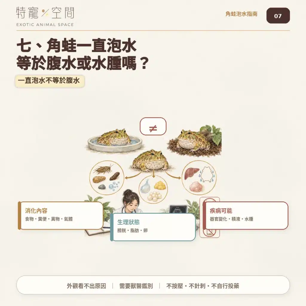 角蛙一直泡水是生病了嗎?飼主必看的7大異常警訊與環境急救指南 07 角蛙泡水與腹水鑑別