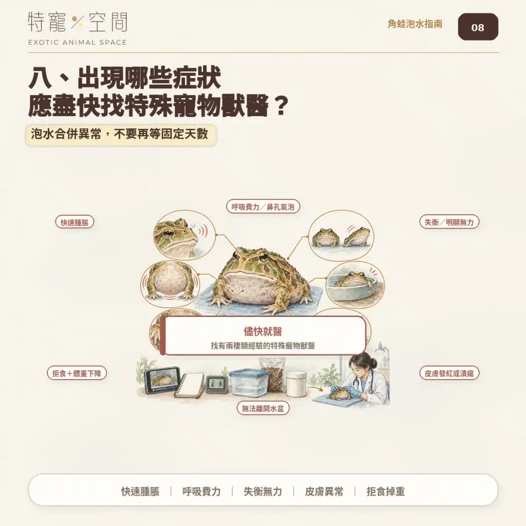角蛙一直泡水是生病了嗎?飼主必看的7大異常警訊與環境急救指南 08 角蛙就醫警訊