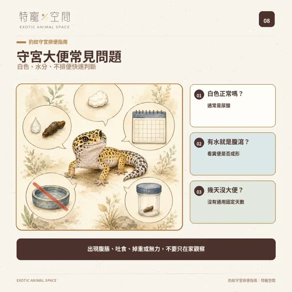 守宮大便正常嗎?豹紋守宮軟便、拉肚子、不排便與就醫警訊 08 LEOPARD GECKO POOP FAQ