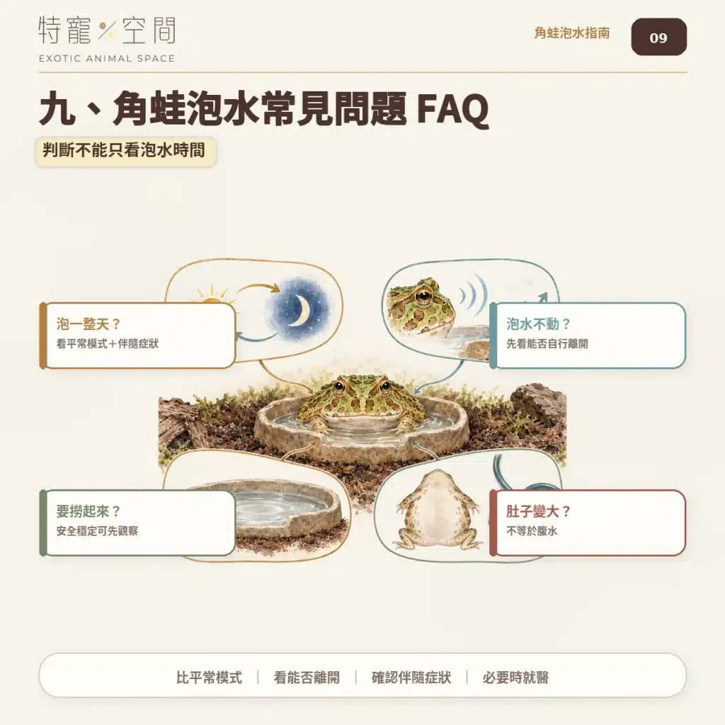 角蛙一直泡水是生病了嗎?飼主必看的7大異常警訊與環境急救指南 09 角蛙泡水常見問題