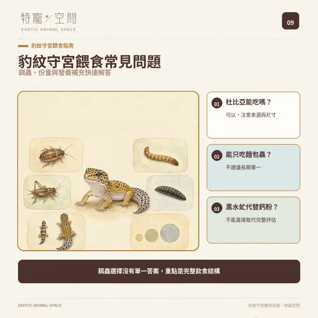 09 LEOPARD GECKO FEEDING FAQ