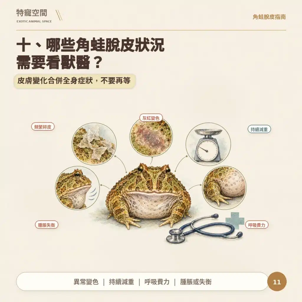 11 角蛙哪些脫皮狀況要看獸醫 1