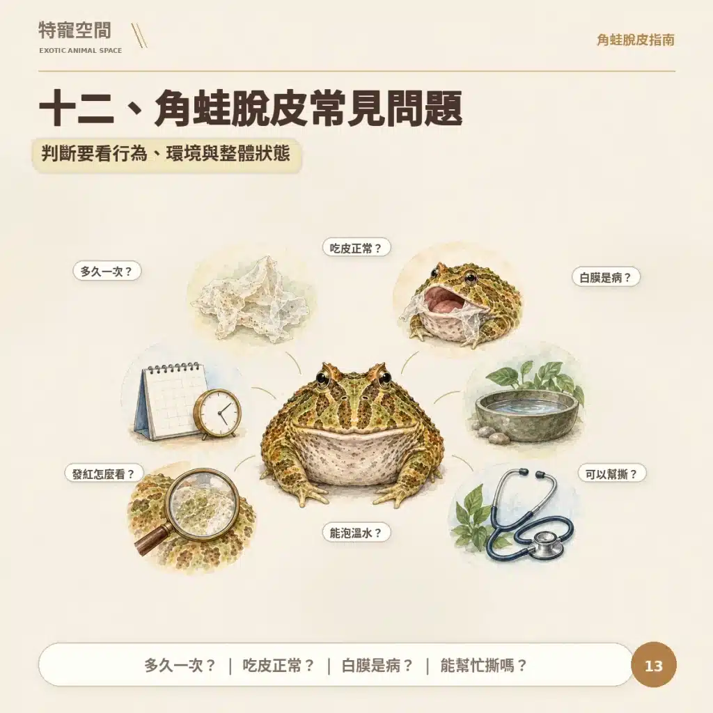 13 角蛙脫皮常見問題
